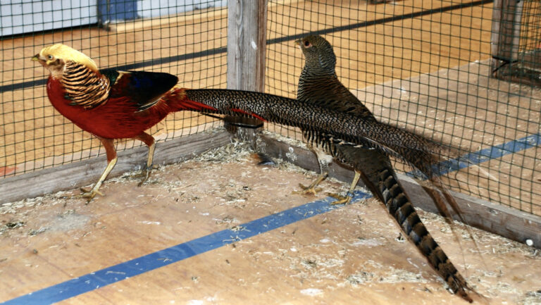 Goldfasan bei der Geflügelschau des Kreises Saarbrücken 2021